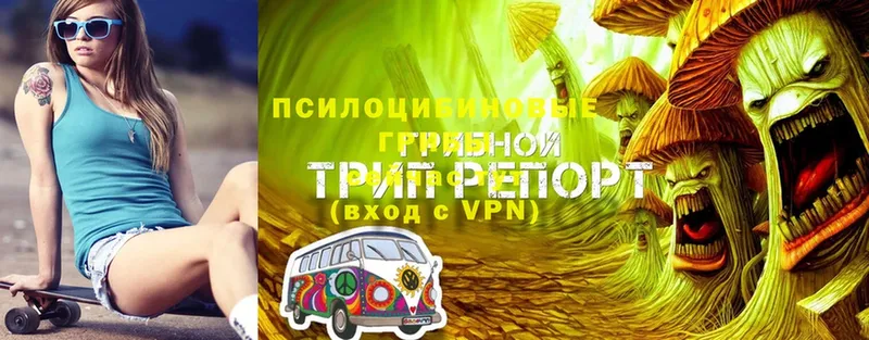 Галлюциногенные грибы Psilocybe  где продают   Алушта 